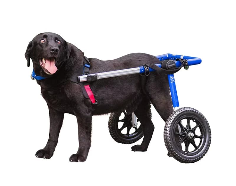 Dog Wheelchair, Photo Walmart